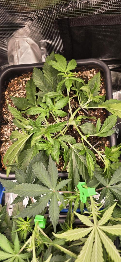 Lemon Cherry Cookies - Second Indoor. Week 3