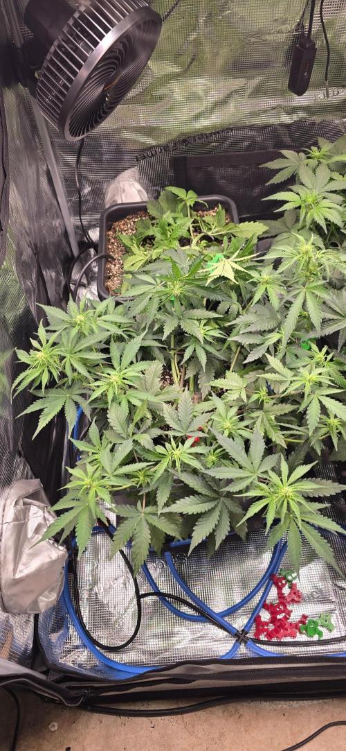 Lemon Cherry Cookies - Second Indoor. Week 3