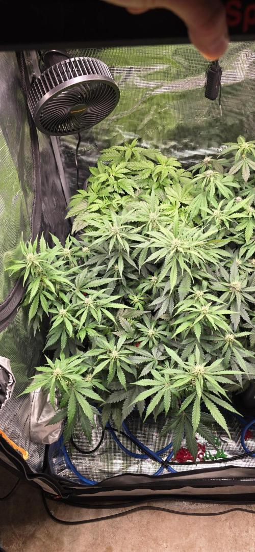 Lemon Cherry Cookies - Second Indoor. Week 4