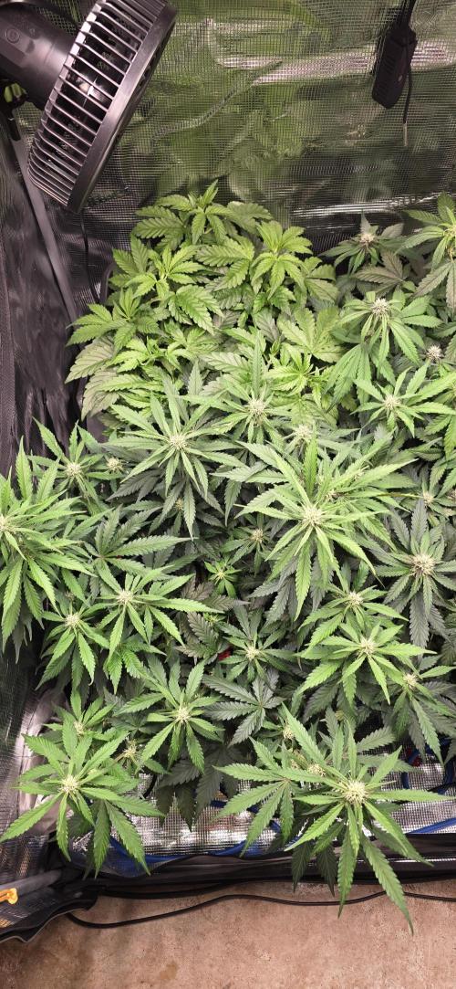 Lemon Cherry Cookies - Second Indoor. Week 4