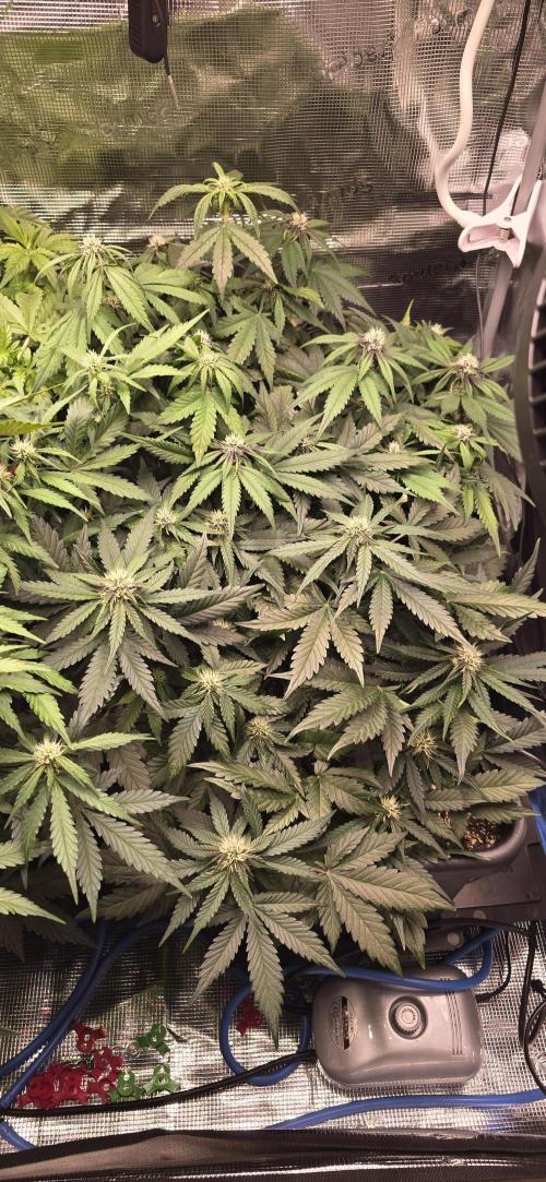 Lemon Cherry Cookies - Second Indoor. Week 4