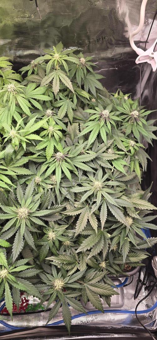 Lemon Cherry Cookies - Second Indoor. Week 4