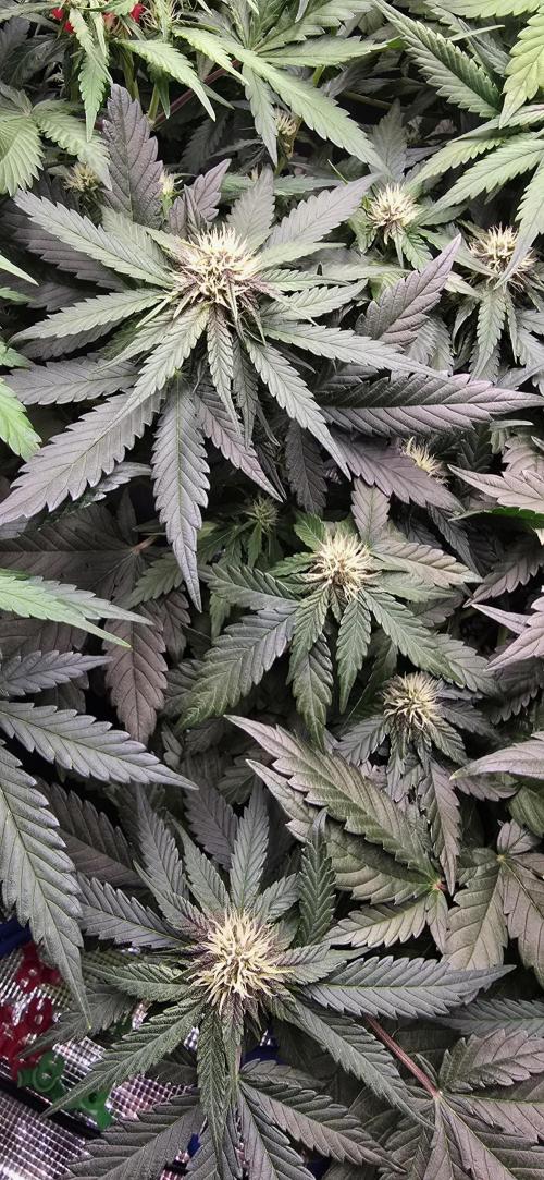 Lemon Cherry Cookies - Second Indoor. Week 4