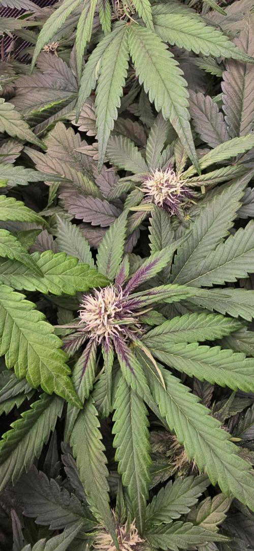 Lemon Cherry Cookies - Second Indoor. Week 4