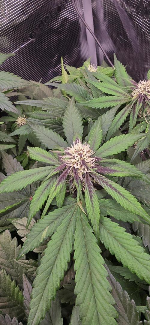 Lemon Cherry Cookies - Second Indoor. Week 4