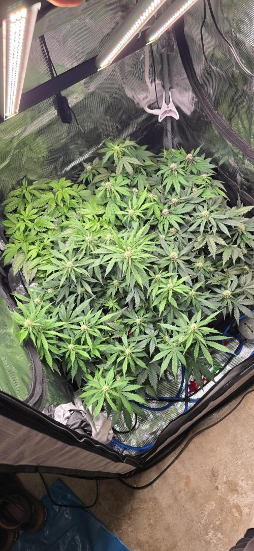 Lemon Cherry Cookies - Second Indoor. Week 4