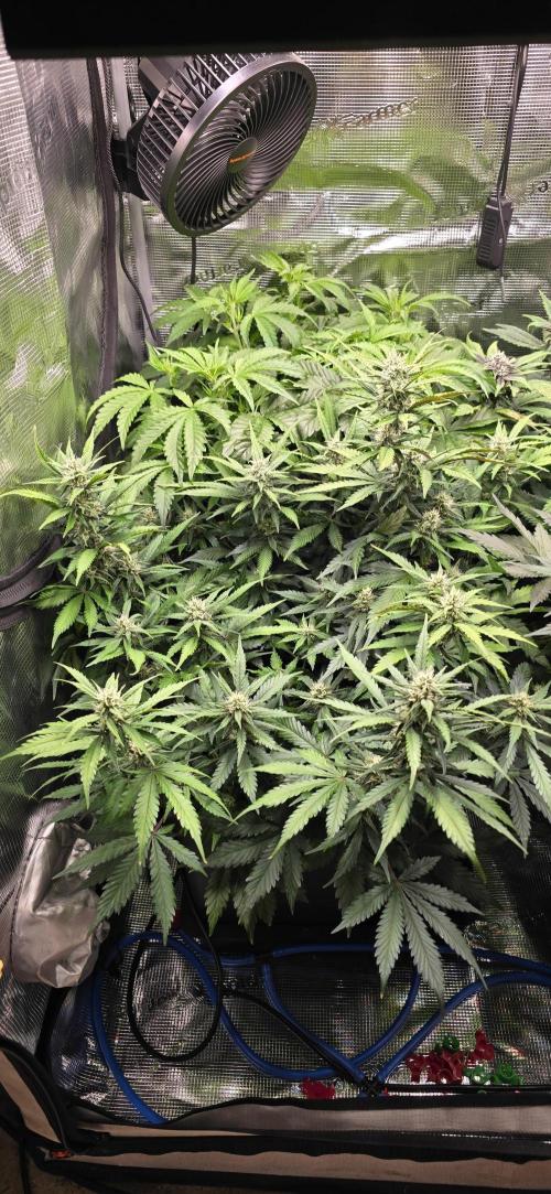 Lemon Cherry Cookies - Second Indoor. Week 5