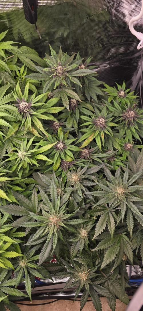 Lemon Cherry Cookies - Second Indoor. Week 5