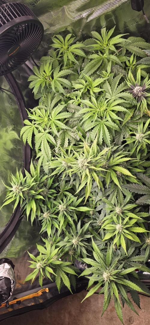 Lemon Cherry Cookies - Second Indoor. Week 5