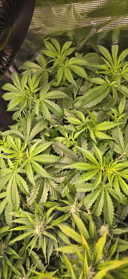 Lemon Cherry Cookies - Second Indoor. Week 5