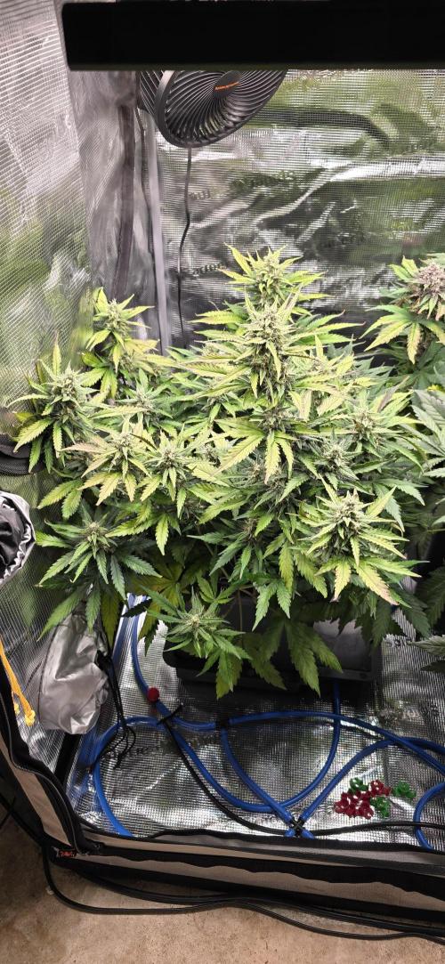 Lemon Cherry Cookies - Second Indoor. Week 6