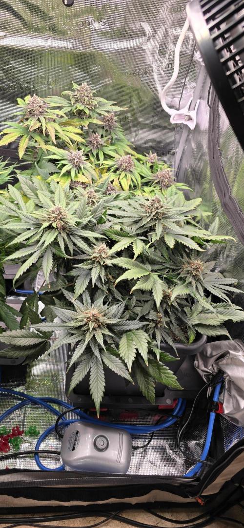 Lemon Cherry Cookies - Second Indoor. Week 6