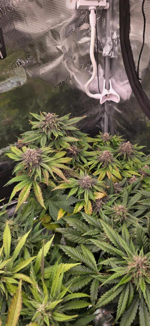 Lemon Cherry Cookies - Second Indoor. Week 6