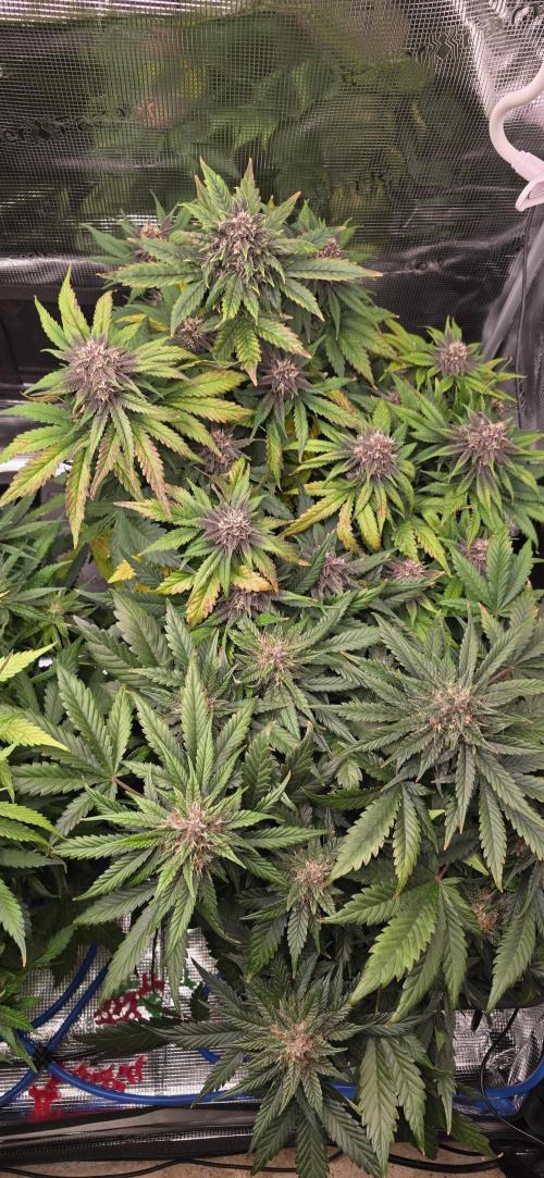 Lemon Cherry Cookies - Second Indoor. Week 6