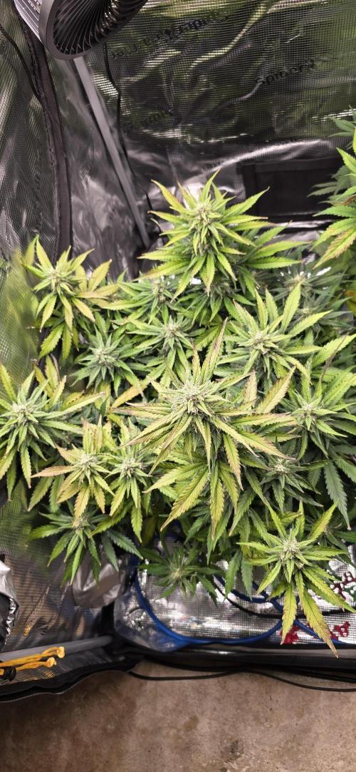 Lemon Cherry Cookies - Second Indoor. Week 6