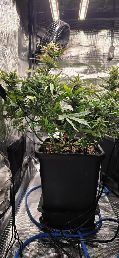 Lemon Cherry Cookies - Second Indoor. Week 6