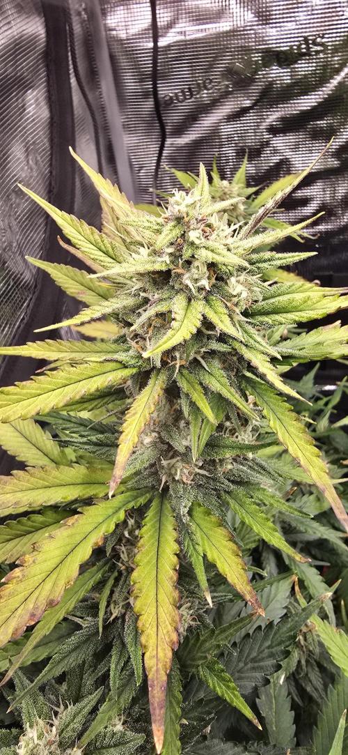 Lemon Cherry Cookies - Second Indoor. Week 6