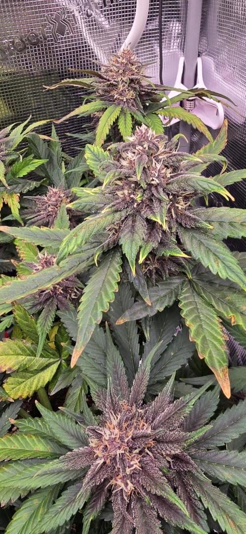 Lemon Cherry Cookies - Second Indoor. Week 6