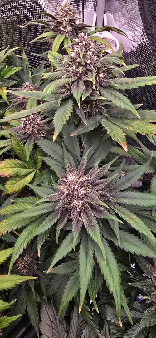 Lemon Cherry Cookies - Second Indoor. Week 6