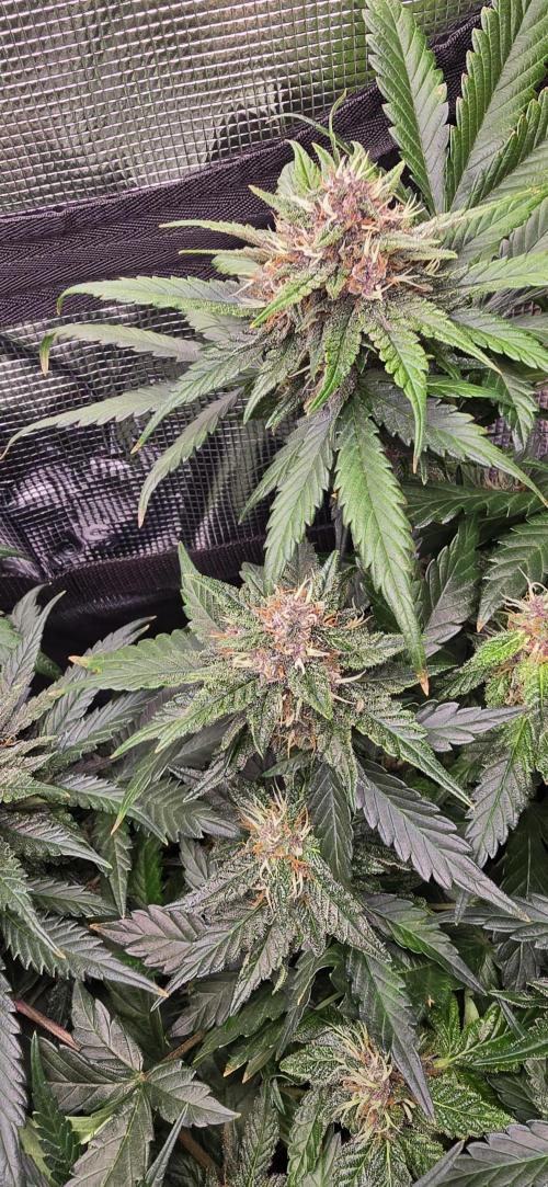 Lemon Cherry Cookies - Second Indoor. Week 6