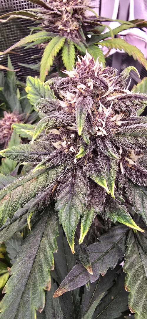 Lemon Cherry Cookies - Second Indoor. Week 6