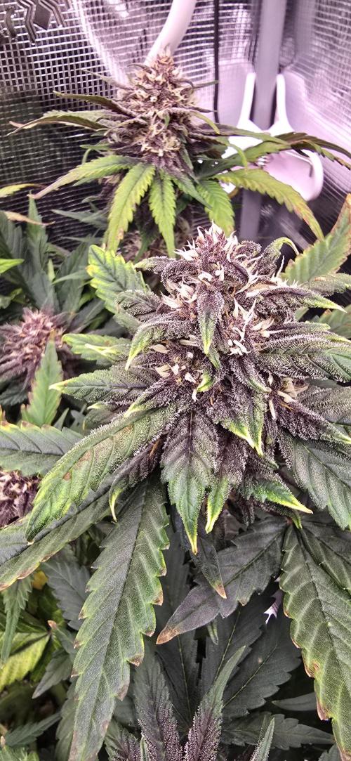 Lemon Cherry Cookies - Second Indoor. Week 6