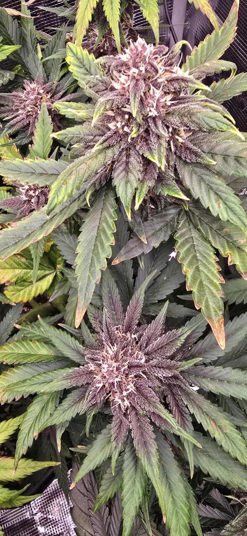 Lemon Cherry Cookies - Second Indoor. Week 6