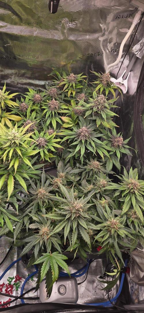 Lemon Cherry Cookies - Second Indoor. Week 6