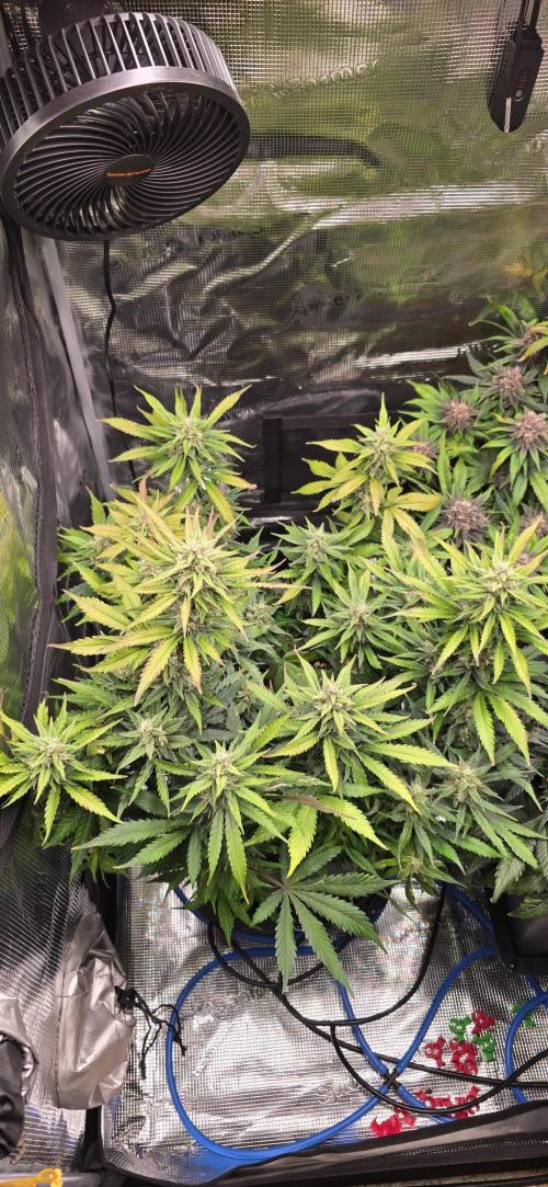 Lemon Cherry Cookies - Second Indoor. Week 6