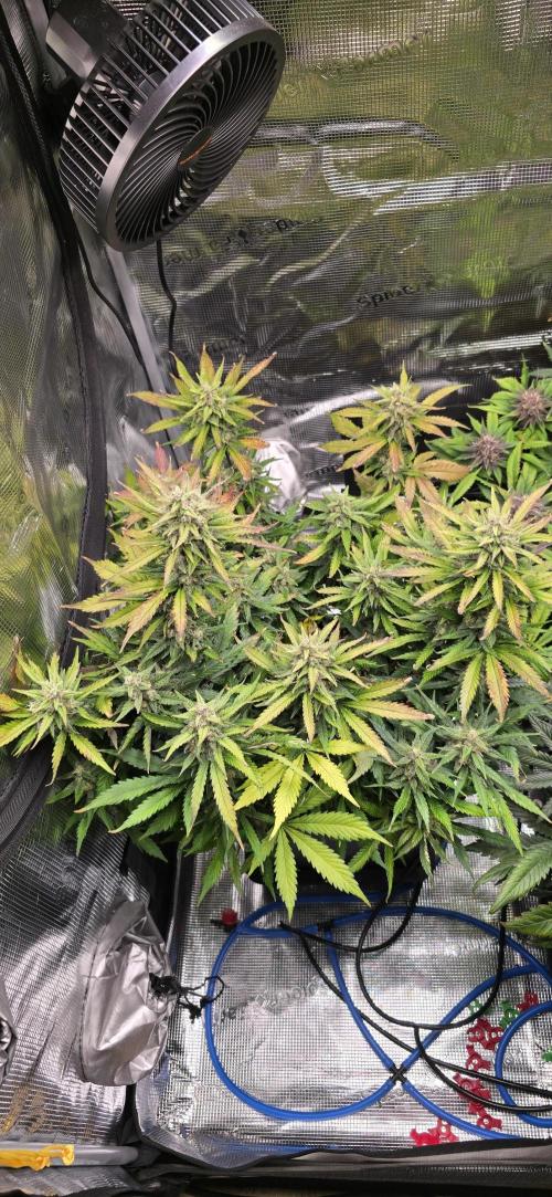 Lemon Cherry Cookies - Second Indoor. Week 7