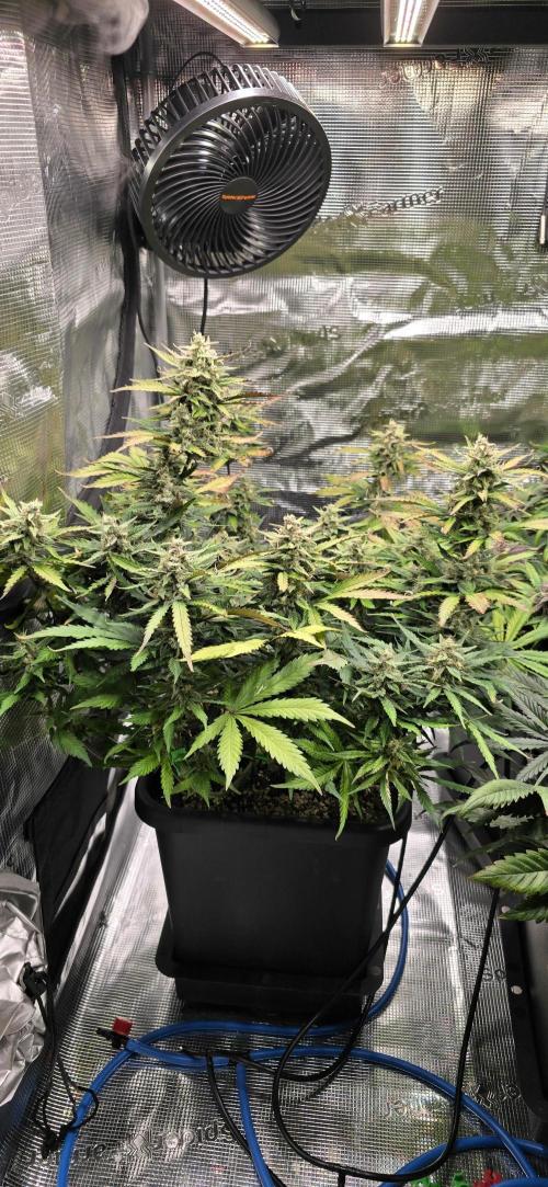 Lemon Cherry Cookies - Second Indoor. Week 7