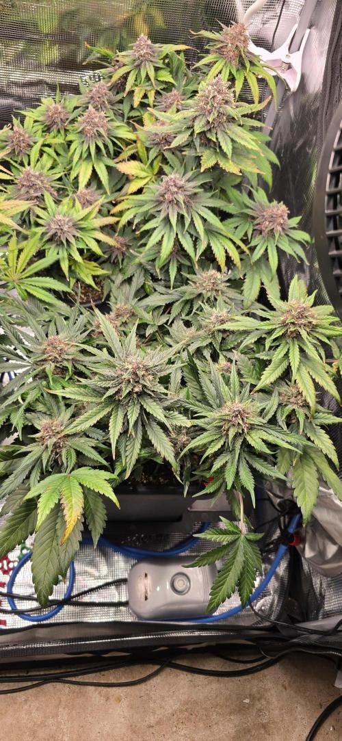 Lemon Cherry Cookies - Second Indoor. Week 7