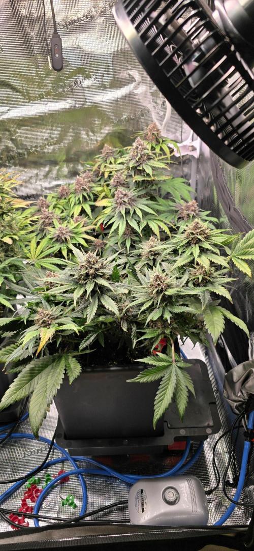 Lemon Cherry Cookies - Second Indoor. Week 7