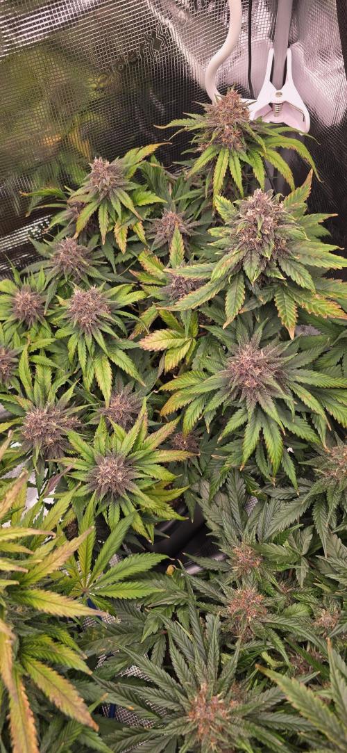 Lemon Cherry Cookies - Second Indoor. Week 7