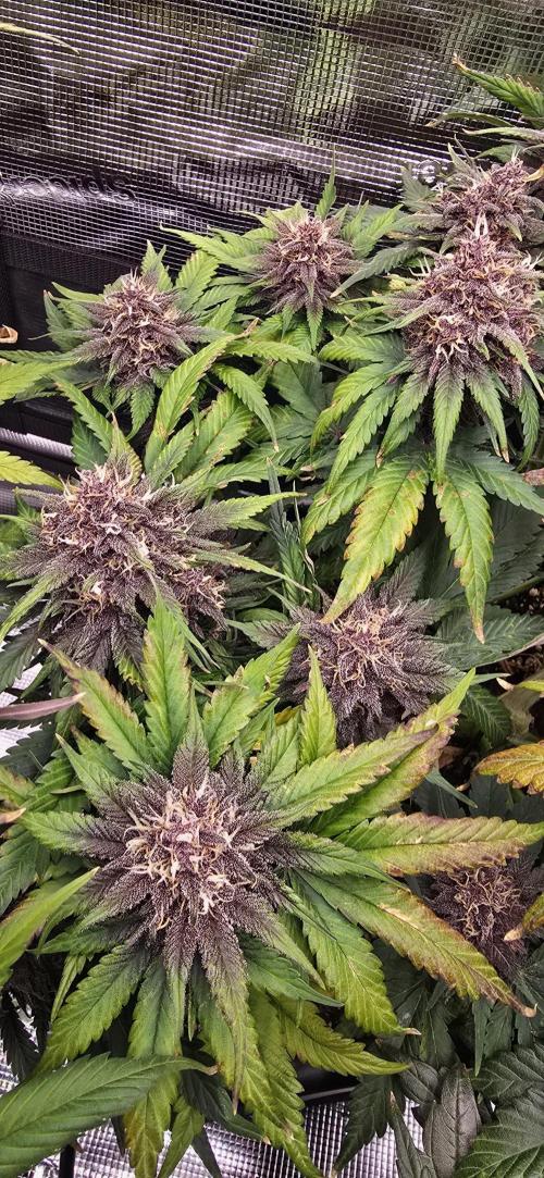 Lemon Cherry Cookies - Second Indoor. Week 7