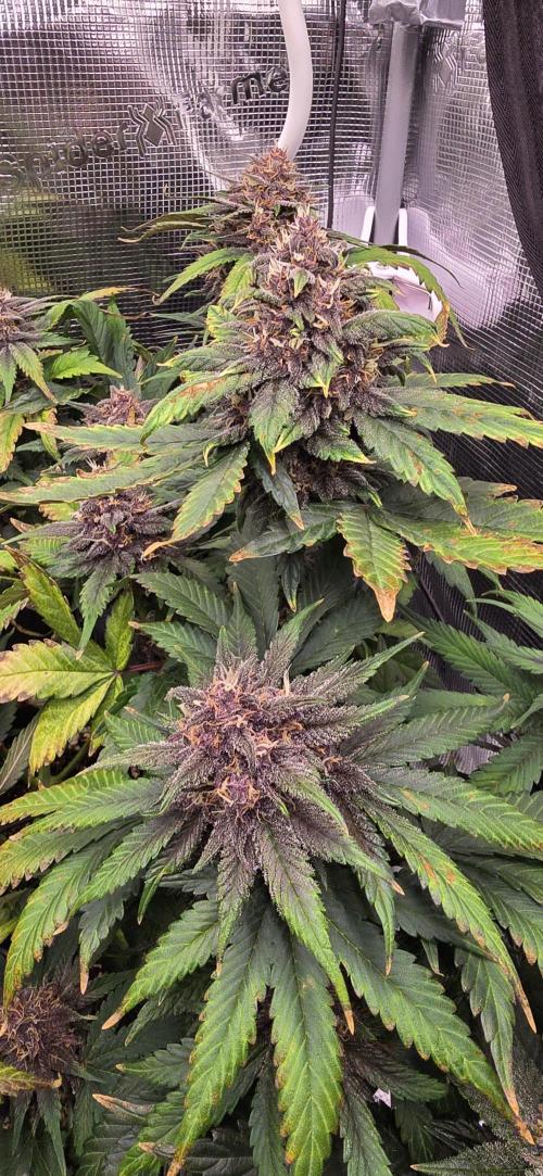 Lemon Cherry Cookies - Second Indoor. Week 7