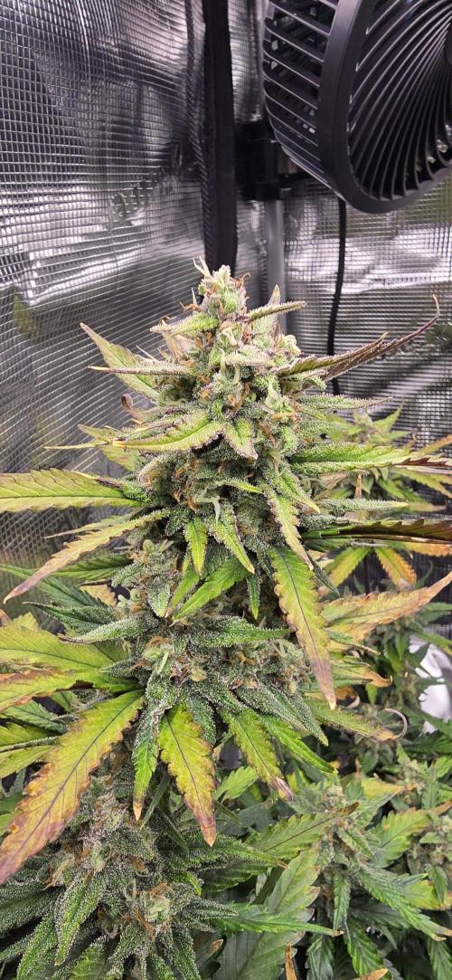 Lemon Cherry Cookies - Second Indoor. Week 7