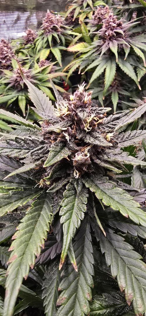 Lemon Cherry Cookies - Second Indoor. Week 7