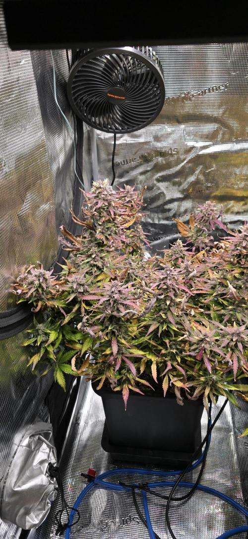 Lemon Cherry Cookies - Second Indoor. Week 8