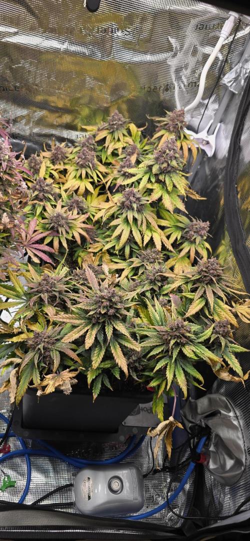 Lemon Cherry Cookies - Second Indoor. Week 8