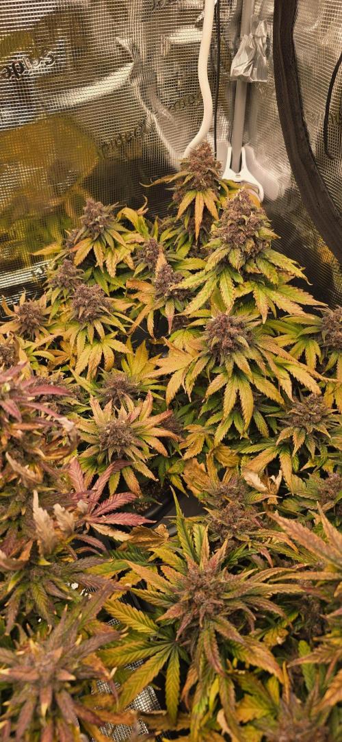 Lemon Cherry Cookies - Second Indoor. Week 8