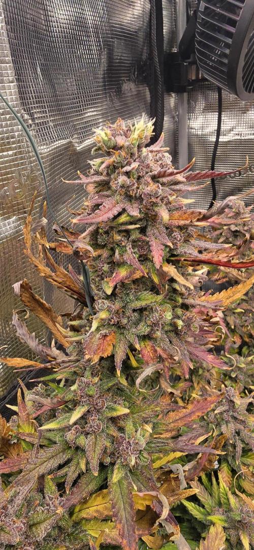 Lemon Cherry Cookies - Second Indoor. Week 8