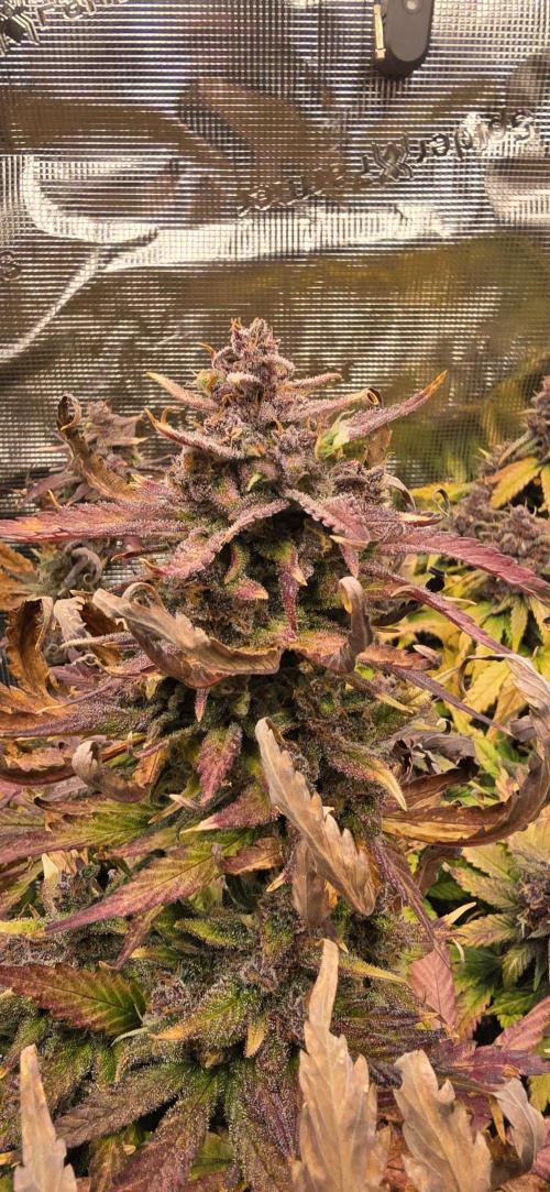 Lemon Cherry Cookies - Second Indoor. Week 8