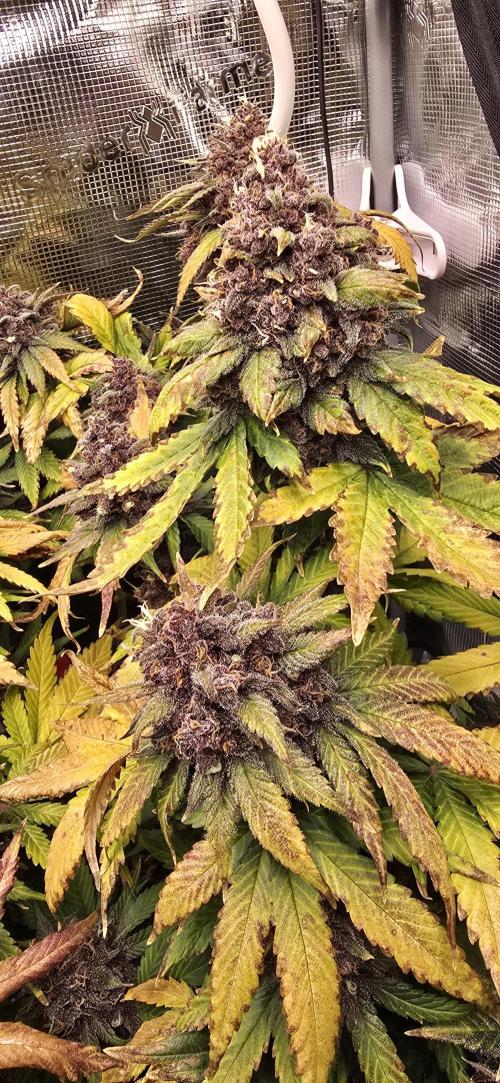 Lemon Cherry Cookies - Second Indoor. Week 8