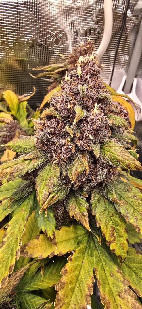 Lemon Cherry Cookies - Second Indoor. Week 8