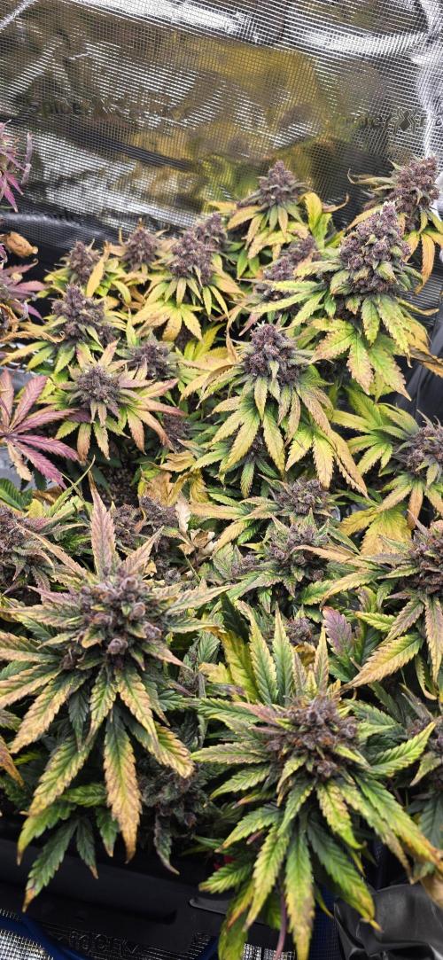 Lemon Cherry Cookies - Second Indoor. Week 8