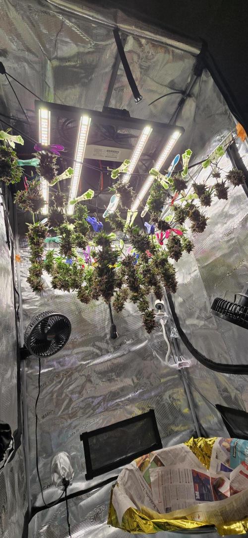 Lemon Cherry Cookies - Second Indoor. Week 9