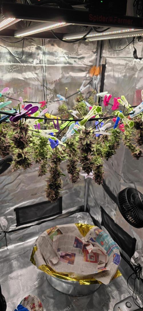 Lemon Cherry Cookies - Second Indoor. Week 9