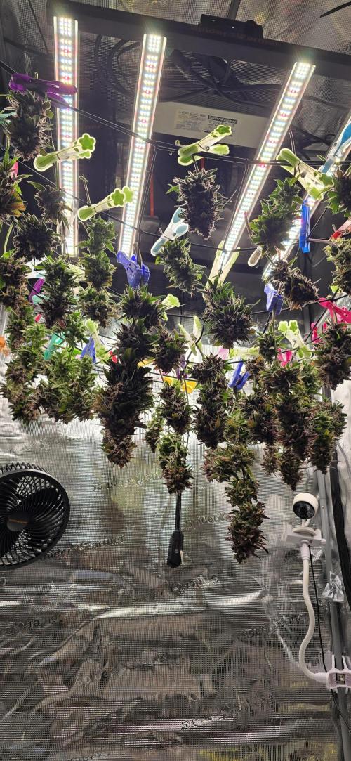 Lemon Cherry Cookies - Second Indoor. Week 9