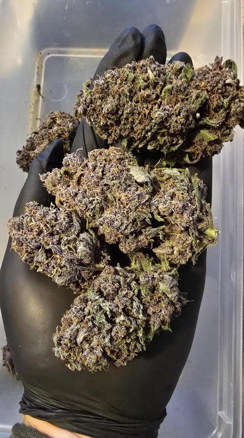 Lemon Cherry Cookies - Second Indoor. Week 9